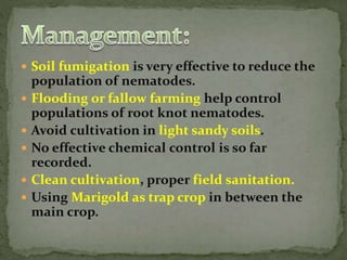  Soil fumigation is very effective to reduce the
population of nematodes.
 Flooding or fallow farming help control
populations of root knot nematodes.
 Avoid cultivation in light sandy soils.
 No effective chemical control is so far
recorded.
 Clean cultivation, proper field sanitation.
 Using Marigold as trap crop in between the
main crop.
 