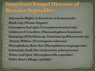  Alternaria Blight (A.brassicae/A.brassicicola)
 Black Leg (Phoma lingam)
 Cercospora leaf spot (Cercospora brassicicola)
 Clubroot of Crucifers (Plasmodiophora brassicae)
 Damping off(Pythium sp, Fusarium sp,Rhizoctonia sp)
 Downy Mildew (Perenospora cubensis)
 Phytophthora Root Rot (Phytophthora megasperma)
 Scletotinia Stalk Rot (Sclerotinia sclerotiorum)
 White Leaf Spot (Mycosphaerella capsellae)
 White Rust (Albugo candida)
 