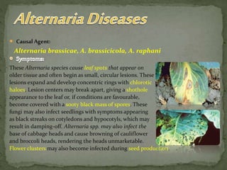  Causal Agent:
Alternaria brassicae, A. brassicicola, A. raphani
These Alternaria species cause leaf spots that appear on
older tissue and often begin as small, circular lesions. These
lesions expand and develop concentric rings with chlorotic
haloes. Lesion centers may break apart, giving a shothole
appearance to the leaf or, if conditions are favourable,
become covered with a sooty black mass of spores. These
fungi may also infect seedlings with symptoms appearing
as black streaks on cotyledons and hypocotyls, which may
result in damping-off. Alternaria spp. may also infect the
base of cabbage heads and cause browning of cauliflower
and broccoli heads, rendering the heads unmarketable.
Flower clusters may also become infected during seed production
 