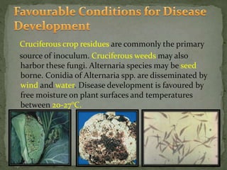 Cruciferous crop residues are commonly the primary
source of inoculum. Cruciferous weeds may also
harbor these fungi. Alternaria species may be seed
borne. Conidia of Alternaria spp. are disseminated by
wind and water. Disease development is favoured by
free moisture on plant surfaces and temperatures
between 20-27°C.
 