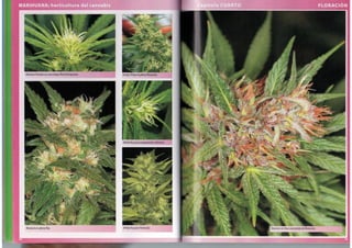 idoc.pub_cervantes-marihuana-horticultura-de-cannabis-la-biblia-del- cultivador.pdf