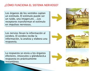 ¿CÓMO FUNCIONA EL SISTEMA NERVIOSO? Los órganos de los sentidos captan un estímulo. El estímulo puede ser un ruido, una imagen,etc….Los receptores transforman el estímulo en impulsos nerviosos. Los nervios llevan la información al cerebro. El cerebro recibe la información, la analiza y elabora una respuesta. La respuesta se envía a los órganos efectores. (músculos y glándulas)La respuesta es prácticamente instantánea. 