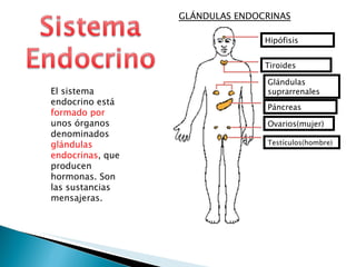 Hipófisis Tiroides Glándulas suprarrenales Páncreas Ovarios(mujer) Testículos(hombre) El sistema endocrino está  formado por  unos órganos denominados  glándulas endocrinas , que producen hormonas. Son las sustancias mensajeras. GLÁNDULAS ENDOCRINAS 