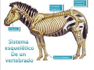 APARATO LOCOMOTOR El aparato locomotor es el  conjunto de órganos  que nos  permite  realizar un  movimiento. Muchos invertebrados poseen un  esqueleto externo  o un  exoesqueleto  que interviene en las funciones de locomoción, sostén y protección, pero el problema es que este esqueleto impide el crecimiento del animal. Los vertebrados poseen un  esqueleto interno  o   endoesqueleto formado por huesos que se unen por las articulaciones. Este  esqueleto da forma al cuerpo y lo sostiene, también sirve  de anclaje para los músculos. Columna vertebral Cavidad Torácica Cráneo Extremidades 