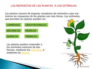 LAS RESPUESTAS DE LAS PLANTAS  A LOS ESTÍMULOS Las plantas carecen de órganos receptores de estímulos y por ese motivo las respuestas de las plantas son más lentas. Los estímulos que perciben las plantas pueden ser: LUMINOSOS GRAVITACIONALES MECÁNICOS QUÍMICOS TÉRMICOS HÍDRICOS Las plantas pueden responder a los estímulos externos de dos formas, mediante los  tropismos  o mediante las  nastias. 