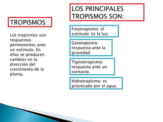 TROPISMOS: Los tropismos son respuestas permanentes ante un estímulo. En ellas se producen cambios en la dirección del crecimiento de la planta. LOS PRINCIPALES TROPISMOS SON: Fototropismo: el estímulo  es la luz. Geotropismo: respuesta ante la gravedad. Tigmotropismo: respuesta ante un  contacto. Hidrotropismo: es provocado por el agua. 