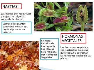 NASTIAS: HORMONAS VEGETALES: Las nastias son respuestas pasajeras en algunas zonas de la planta . Las hormonas vegetales son sustancias químicas que regulan y coordinan las funciones vitales de las plantas. Ejemplo: las plantas carnívoras cierran sus hojas al posarse un insecto. Ejemplo: La caída de Las hojas de  Las plantas Está regulada Por Hormonas Vegetales. 