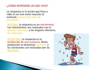 ·¿CÓMO RESPONDE UN SER VIVO?  La respuesta es la acción que lleva a cabo el ser vivo como reacción al estímulo.  Existen dos tipos de respuestas: MOTORA:  la respuesta es un  movimiento . Los movimientos son realizados con el  aparato locomotor  y los órganos efectores,  los músculos. SECRETORA:  la respuesta es la  producción de una sustancia . Dicha producción se denomina  secreción  y las secreciones son realizadas por las  glándulas. 