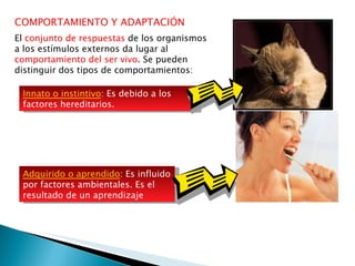 COMPORTAMIENTO Y ADAPTACIÓN El  conjunto de respuestas  de los organismos a los estímulos externos da lugar al  comportamiento del ser vivo . Se pueden distinguir dos tipos de comportamientos: Innato o instintivo : Es debido a los factores hereditarios. Adquirido o aprendido : Es influido por factores ambientales. Es el resultado de un aprendizaje 