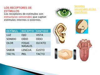Los receptores de estímulos son  estructuras sensoriales  que captan estímulos internos o externos. LOS RECEPTORES DE ESTÍMULOS Sentidos sensoriales en los mamíferos ESTÍMULO RECEPTOR SENTIDO LUZ OJO VISTA SONIDO OÍDO OÍDO OLOR FOSAS NASALES OLFATO SABOR LENGUA GUSTO TÁCTIL PIEL TACTO 