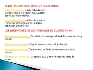 SE DISTINGUEN DOS TIPOS DE RECEPTORES: Exterorreceptores: estan situados en la superficie del organismo. Captan estímulos del exterior. Interorreceptores:  están situados en el interior del organismo. Captan estímulos del interior. LOS RECEPTORES DE LOS ANIMALES SE CLASIFICAN EN: Receptores mecánicos:  Sensibles al tacto,presión,dolor,movimiento y sonido. Receptores químicos:  Captan sustancias en el ambiente. Receptores térmicos:  Captan los cambios de temperatura en el medio. Receptores luminosos:  Captan la luz  y son necesarios para la visión. 