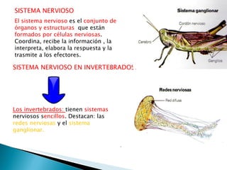 SISTEMA NERVIOSO El sistema nervioso  es el  conjunto de órganos y estructuras   que están  formados por células nerviosas . Coordina, recibe la información , la interpreta, elabora la respuesta y la trasmite a los efectores. SISTEMA NERVIOSO EN INVERTEBRADOS: Los invertebrados:  tienen  sistemas  nerviosos s encillos . Destacan: las  redes nerviosas  y el  sistema ganglionar. 