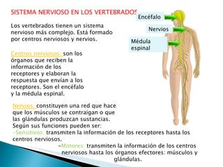 SISTEMA NERVIOSO EN LOS VERTEBRADOS Los vertebrados tienen un sistema nervioso más complejo. Está formado por centros nerviosos y nervios. Centros nerviosos:  son los órganos que reciben la información de los receptores y elaboran la respuesta que envían a los receptores. Son el encéfalo y la médula espinal. Nervios:  constituyen una red que hace  que los músculos se contraigan o que  las glándulas produzcan sustancias. Según sus funciones pueden ser: -Sensitivos:  transmiten la información de los receptores hasta los centros nerviosos. - Motores:  transmiten la información de los centros nerviosos hasta los órganos efectores: músculos y  glándulas. Encéfalo Médula espinal Nervios 