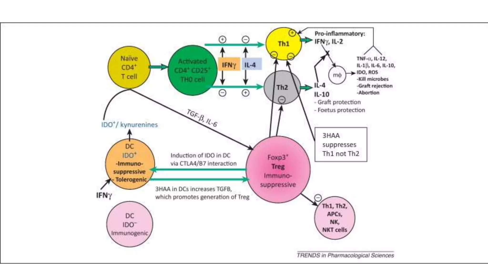 IDO pathway from bench to clinic | PPTX