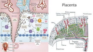 Placenta
 
