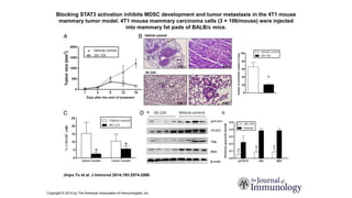 Blocking STAT3 activation inhibits MDSC development and tumor metastasis in the 4T1 mouse
mammary tumor model. 4T1 mouse mammary carcinoma cells (3 × 106/mouse) were injected
into mammary fat pads of BALB/c mice.
Jinpu Yu et al. J Immunol 2014;193:2574-2586
Copyright © 2014 by The American Association of Immunologists, Inc.
 