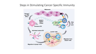 Steps in Stimulating Cancer Specific Immunity
Melanoma
“Danger”
e.g. HSP
IFN-α
MAGE I
MARTI
(TAAs)
Immature DC
Activated mature DC
Migration to lymph node
Lymph node
Migration from
lymph node
CD8
CD4
DC
CD4
TH
CD8
CTL
APC
CD40
CD40
B7
TCR
MHC I
CD28 CD40
CD40L
TCR
MHC II
CD40L
CD40
B7
CD28
Help
e.g.
IL-2
 