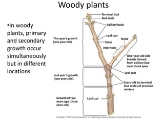 Axillary Growth Plant Growth | PPTX