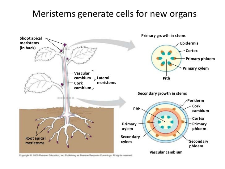 Stem is what Plant stem: structure, functions Stem is what Plant stem: structure, functions