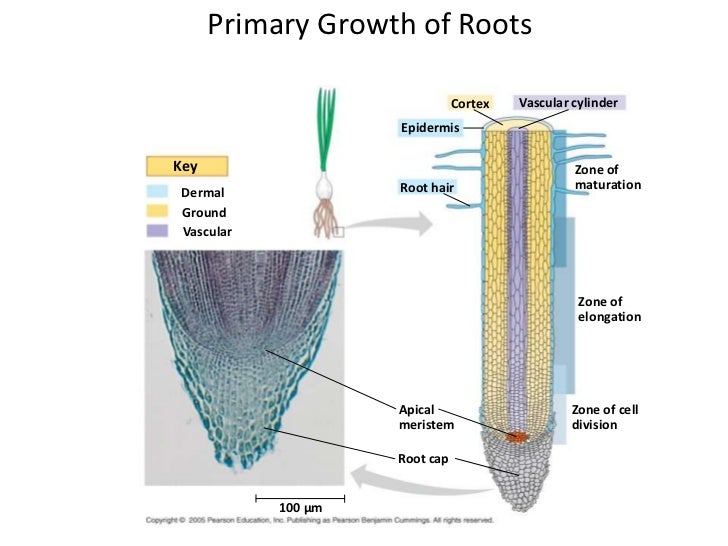 Plant Growth