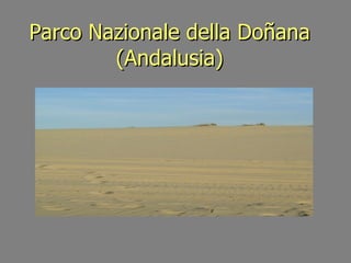 Parco Nazionale della Do ñana (Andalusia) 