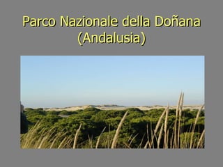 Parco Nazionale della Do ñana (Andalusia) 