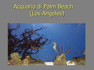 Acquario di Palm Beach  (Los Angeles) 