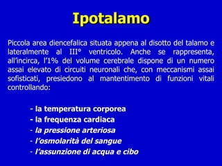 Ipotalamo Piccola area diencefalica situata appena al disotto del talamo e lateralmente al III° ventricolo. Anche se rappresenta, all’incirca, l’1% del volume cerebrale dispone di un numero assai elevato di circuiti neuronali che, con meccanismi assai sofisticati, presiedono al mantentimento di funzioni vitali controllando: - la temperatura corporea - la frequenza cardiaca la pressione arteriosa l’osmolarità del sangue  l’assunzione di acqua e cibo 