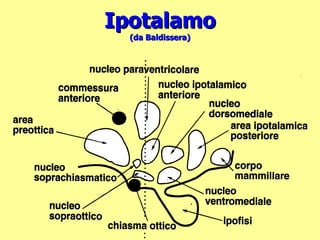Ipotalamo (da Baldissera) 