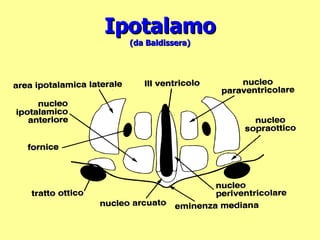 Ipotalamo (da Baldissera) 