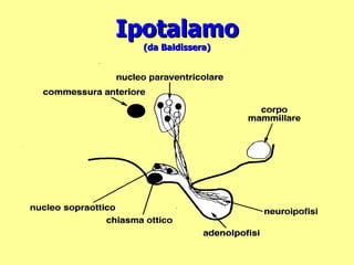 Ipotalamo (da Baldissera) 