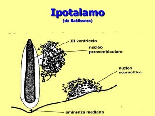 Ipotalamo (da Baldissera) 
