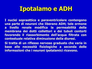 Ipotalamo e ADH I nuclei sopraottico e paraventricolare contengono una parte di neuroni che liberano ADH; tale ormone a livello renale modifica la permeabilità della membrana dei dotti collettori e dei tubuli contorti favorendo il riassorbimento dell’acqua filtrata con contestuale relativa diminuzione della diuresi.  Si tratta di un riflesso nervoso graduato che varia in base alle necessità fisiologiche a seconda delle informazioni che i neuroni ipotalamici ricevono. 