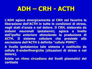 ADH – CRH - ACTH L’ ADH  agisce sinergicamente al  CRH  nel favorire la liberazione dell’ ACTH  in tutte le condizioni di stress, negli stati d’ansia e nel dolore. Il  CRH , elaborato da sistemi neuronali ipotalamici, agisce a livello dell’ipofisi anteriore stimolando la produzione di  ACTH . Il sistema cellulare che presiede alla secrezione dell’ ACTH  è definito “ cellule POMC ”.  A livello ipotalamico tale sistema è costituito da cellule  ß-endorfinergiche  (situazioni di stress e nel dolore).  Esiste un  ritmo circadiano  dei livelli plasmatici del cortisolo  