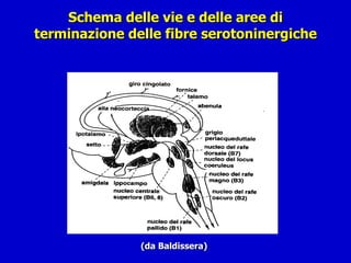 Schema delle vie e delle aree di terminazione delle fibre serotoninergiche (da Baldissera) 