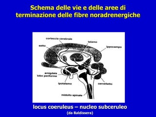 Schema delle vie e delle aree di terminazione delle fibre noradrenergiche locus coeruleus – nucleo subceruleo (da Baldissera) 