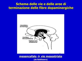 Schema delle vie e delle aree di terminazione delle fibre dopaminergiche mesencefalo    vie mesostriate (da Baldissera) 