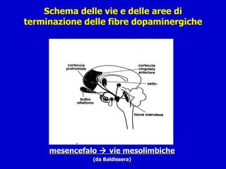 Schema delle vie e delle aree di terminazione delle fibre dopaminergiche mesencefalo    vie mesolimbiche (da Baldissera) 