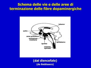 Schema delle vie e delle aree di terminazione delle fibre dopaminergiche (dal diencefalo) (da Baldissera) ( 