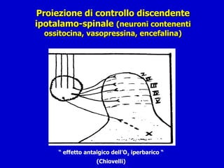 Proiezione di controllo discendente ipotalamo-spinale  (neuroni contenenti ossitocina, vasopressina, encefalina) “  effetto antalgico dell’O 2  iperbarico “ (Chiovelli) 