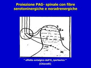 Proiezione PAG- spinale con fibre serotoninergiche e noradrenergiche “  effetto antalgico dell’O 2  iperbarico ” (Chiovelli) 