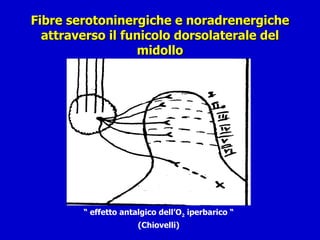 Fibre serotoninergiche e noradrenergiche attraverso il funicolo dorsolaterale del midollo “  effetto antalgico dell’O 2  iperbarico “ (Chiovelli) 