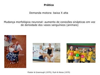 Prática
Demanda motora: baixa X alta
Mudança morfológica neuronal: aumento de conexões sinápticas em vez
de densidade dos vasos sanguíneos (animais)
Floeter & Greenough (1979); Pysh & Weiss (1979)
 