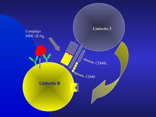 Linfocito BLinfocito B
Linfocito TLinfocito T
Complejo
MHC-II/Ag
CD40
CD40L
 
