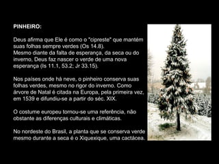 PINHEIRO:

Deus afirma que Ele é como o "cipreste" que mantém
suas folhas sempre verdes (Os 14.8).
Mesmo diante da falta de esperança, da seca ou do
inverno, Deus faz nascer o verde de uma nova
esperança (Is 11.1, 53.2; Jr 33.15).

Nos países onde há neve, o pinheiro conserva suas
folhas verdes, mesmo no rigor do inverno. Como
árvore de Natal é citada na Europa, pela primeira vez,
em 1539 e difundiu-se a partir do séc. XIX.

O costume europeu tornou-se uma referência, não
obstante as diferenças culturais e climáticas.

No nordeste do Brasil, a planta que se conserva verde
mesmo durante a seca é o Xiquexique, uma cactácea.
 
