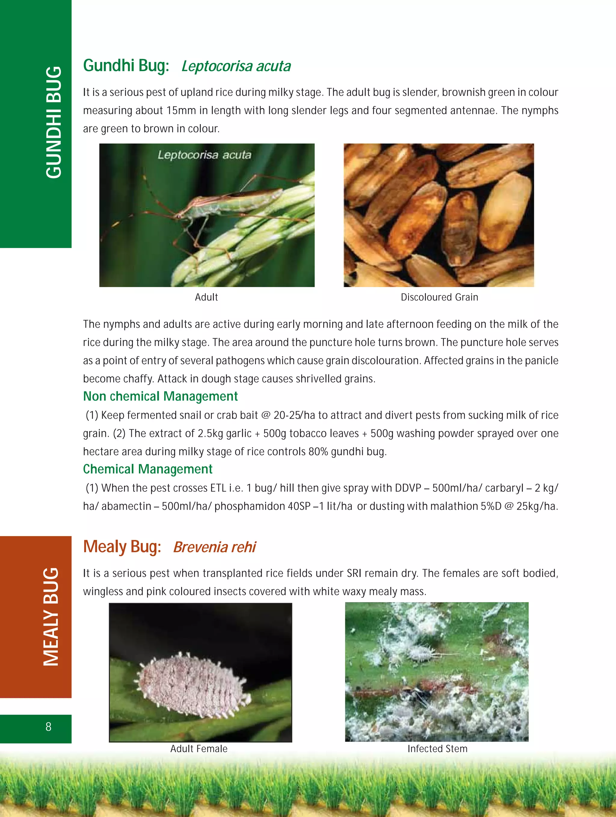 Gundhi Bug: Leptocorisa acuta
 GUNDHI BUG
              It is a serious pest of upland rice during milky stage. The adult bug is slender, brownish green in colour
              measuring about 15mm in length with long slender legs and four segmented antennae. The nymphs
              are green to brown in colour.




                                      Adult                                         Discoloured Grain

              The nymphs and adults are active during early morning and late afternoon feeding on the milk of the
              rice during the milky stage. The area around the puncture hole turns brown. The puncture hole serves
              as a point of entry of several pathogens which cause grain discolouration. Affected grains in the panicle
              become chaffy. Attack in dough stage causes shrivelled grains.
              Non chemical Management
              (1) Keep fermented snail or crab bait @ 20-25/ha to attract and divert pests from sucking milk of rice
              grain. (2) The extract of 2.5kg garlic + 500g tobacco leaves + 500g washing powder sprayed over one
              hectare area during milky stage of rice controls 80% gundhi bug.
              Chemical Management
              (1) When the pest crosses ETL i.e. 1 bug/ hill then give spray with DDVP – 500ml/ha/ carbaryl – 2 kg/
              ha/ abamectin – 500ml/ha/ phosphamidon 40SP –1 lit/ha or dusting with malathion 5%D @ 25kg/ha.


              Mealy Bug: Brevenia rehi
MEALY BUG




              It is a serious pest when transplanted rice fields under SRI remain dry. The females are soft bodied,
              wingless and pink coloured insects covered with white waxy mealy mass.




 8
                                 Adult Female                                         Infected Stem
 