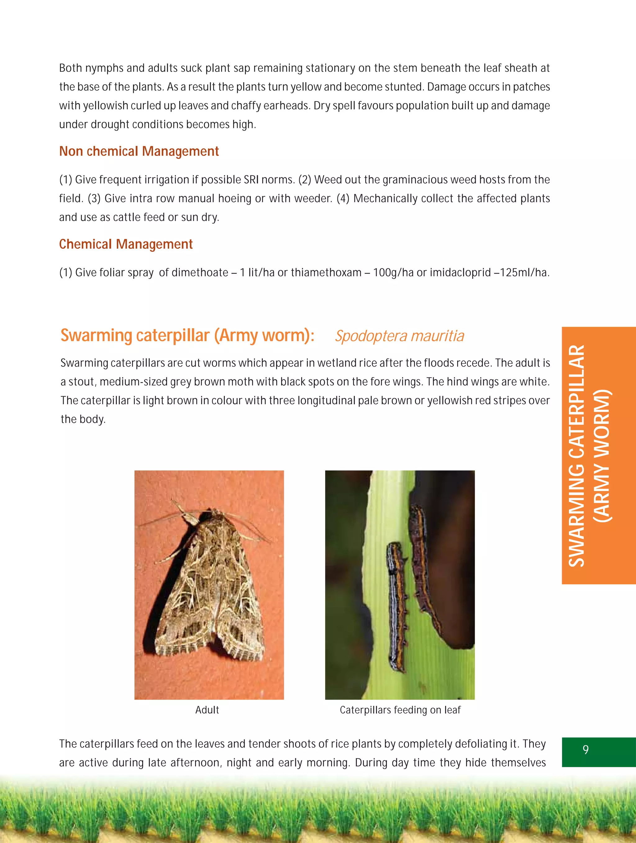 Both nymphs and adults suck plant sap remaining stationary on the stem beneath the leaf sheath at
the base of the plants. As a result the plants turn yellow and become stunted. Damage occurs in patches
with yellowish curled up leaves and chaffy earheads. Dry spell favours population built up and damage
under drought conditions becomes high.

Non chemical Management

(1) Give frequent irrigation if possible SRI norms. (2) Weed out the graminacious weed hosts from the
field. (3) Give intra row manual hoeing or with weeder. (4) Mechanically collect the affected plants
and use as cattle feed or sun dry.

Chemical Management

(1) Give foliar spray of dimethoate – 1 lit/ha or thiamethoxam – 100g/ha or imidacloprid –125ml/ha.




Swarming caterpillar (Army worm):                         Spodoptera mauritia




                                                                                                            SWARMING CATERPILLAR
Swarming caterpillars are cut worms which appear in wetland rice after the floods recede. The adult is
a stout, medium-sized grey brown moth with black spots on the fore wings. The hind wings are white.




                                                                                                               (ARMY WORM)
The caterpillar is light brown in colour with three longitudinal pale brown or yellowish red stripes over
the body.




                            Adult                          Caterpillars feeding on leaf


The caterpillars feed on the leaves and tender shoots of rice plants by completely defoliating it. They
                                                                                                                  9
are active during late afternoon, night and early morning. During day time they hide themselves
 