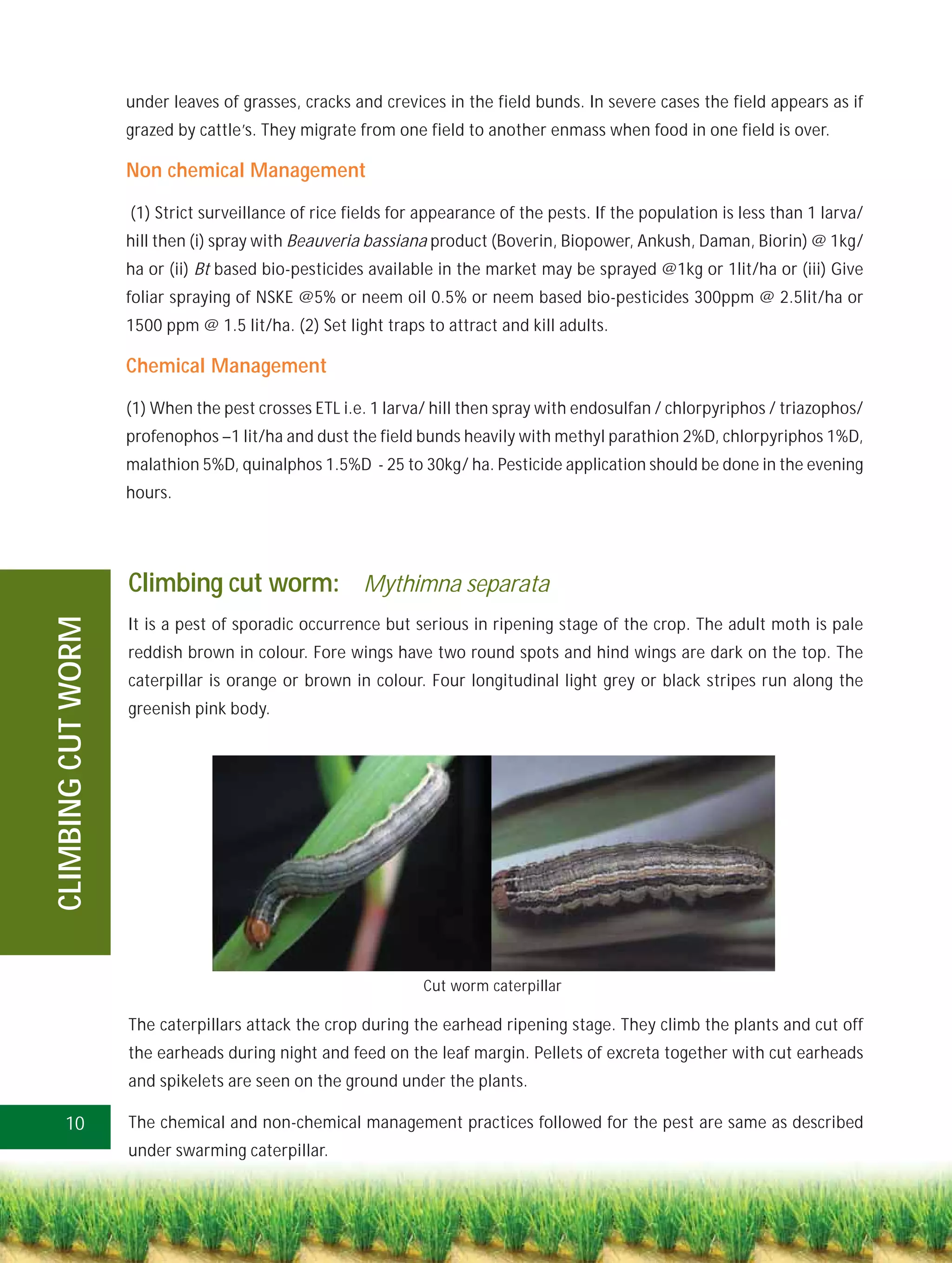 under leaves of grasses, cracks and crevices in the field bunds. In severe cases the field appears as if
                    grazed by cattle’s. They migrate from one field to another enmass when food in one field is over.

                    Non chemical Management

                    (1) Strict surveillance of rice fields for appearance of the pests. If the population is less than 1 larva/
                    hill then (i) spray with Beauveria bassiana product (Boverin, Biopower, Ankush, Daman, Biorin) @ 1kg/
                    ha or (ii) Bt based bio-pesticides available in the market may be sprayed @1kg or 1lit/ha or (iii) Give
                    foliar spraying of NSKE @5% or neem oil 0.5% or neem based bio-pesticides 300ppm @ 2.5lit/ha or
                    1500 ppm @ 1.5 lit/ha. (2) Set light traps to attract and kill adults.

                    Chemical Management

                    (1) When the pest crosses ETL i.e. 1 larva/ hill then spray with endosulfan / chlorpyriphos / triazophos/
                    profenophos –1 lit/ha and dust the field bunds heavily with methyl parathion 2%D, chlorpyriphos 1%D,
                    malathion 5%D, quinalphos 1.5%D - 25 to 30kg/ ha. Pesticide application should be done in the evening
                    hours.




                    Climbing cut worm: Mythimna separata
CLIMBING CUT WORM




                    It is a pest of sporadic occurrence but serious in ripening stage of the crop. The adult moth is pale
                    reddish brown in colour. Fore wings have two round spots and hind wings are dark on the top. The
                    caterpillar is orange or brown in colour. Four longitudinal light grey or black stripes run along the
                    greenish pink body.




                                                               Cut worm caterpillar

                    The caterpillars attack the crop during the earhead ripening stage. They climb the plants and cut off
                    the earheads during night and feed on the leaf margin. Pellets of excreta together with cut earheads
                    and spikelets are seen on the ground under the plants.

    10              The chemical and non-chemical management practices followed for the pest are same as described
                    under swarming caterpillar.
 