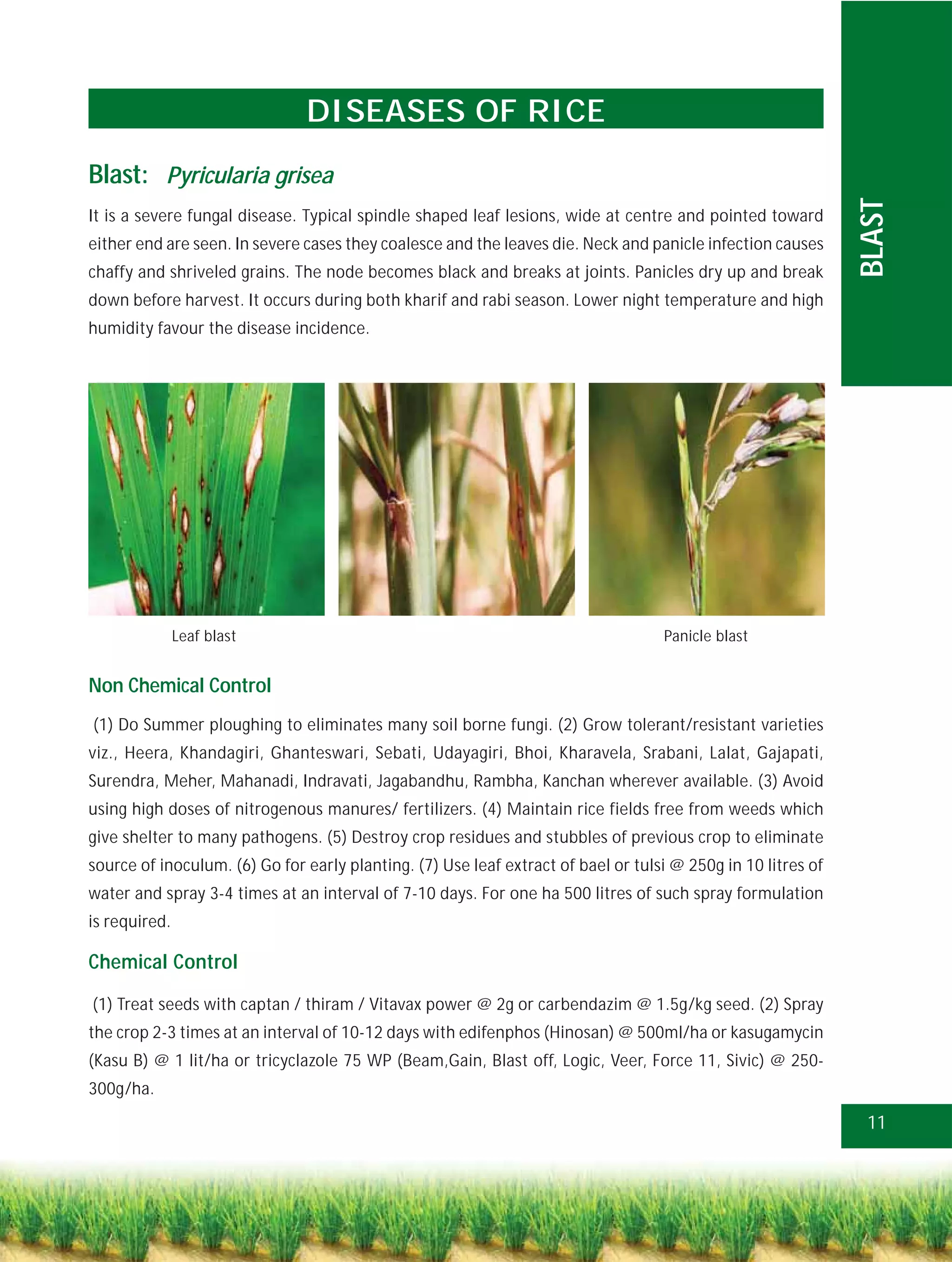 DISEASES OF RICE
Blast: Pyricularia grisea




                                                                                                              BLAST
It is a severe fungal disease. Typical spindle shaped leaf lesions, wide at centre and pointed toward
either end are seen. In severe cases they coalesce and the leaves die. Neck and panicle infection causes
chaffy and shriveled grains. The node becomes black and breaks at joints. Panicles dry up and break
down before harvest. It occurs during both kharif and rabi season. Lower night temperature and high
humidity favour the disease incidence.




               Leaf blast                                                          Panicle blast


Non Chemical Control
(1) Do Summer ploughing to eliminates many soil borne fungi. (2) Grow tolerant/resistant varieties
viz., Heera, Khandagiri, Ghanteswari, Sebati, Udayagiri, Bhoi, Kharavela, Srabani, Lalat, Gajapati,
Surendra, Meher, Mahanadi, Indravati, Jagabandhu, Rambha, Kanchan wherever available. (3) Avoid
using high doses of nitrogenous manures/ fertilizers. (4) Maintain rice fields free from weeds which
give shelter to many pathogens. (5) Destroy crop residues and stubbles of previous crop to eliminate
source of inoculum. (6) Go for early planting. (7) Use leaf extract of bael or tulsi @ 250g in 10 litres of
water and spray 3-4 times at an interval of 7-10 days. For one ha 500 litres of such spray formulation
is required.

Chemical Control

(1) Treat seeds with captan / thiram / Vitavax power @ 2g or carbendazim @ 1.5g/kg seed. (2) Spray
the crop 2-3 times at an interval of 10-12 days with edifenphos (Hinosan) @ 500ml/ha or kasugamycin
(Kasu B) @ 1 lit/ha or tricyclazole 75 WP (Beam,Gain, Blast off, Logic, Veer, Force 11, Sivic) @ 250-
300g/ha.

                                                                                                               11
 