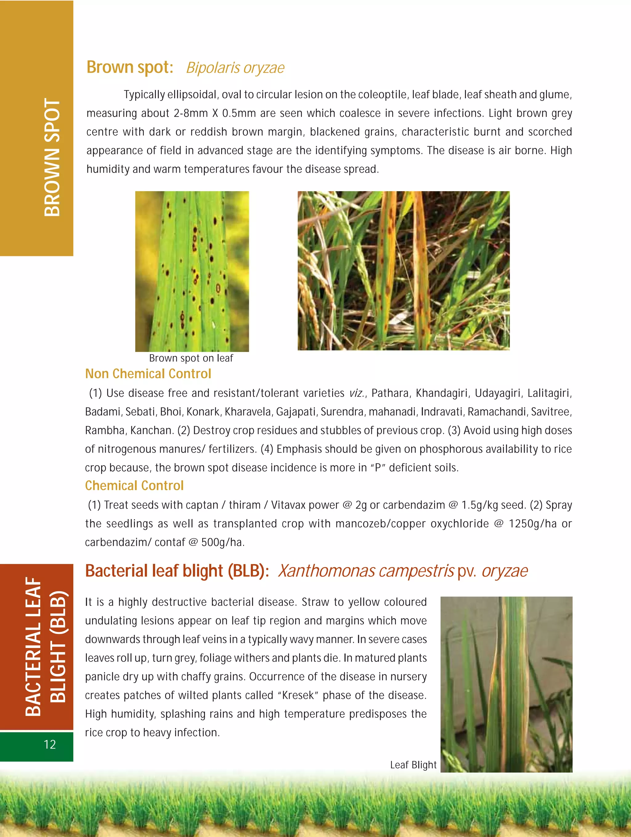 Brown spot: Bipolaris oryzae
                          Typically ellipsoidal, oval to circular lesion on the coleoptile, leaf blade, leaf sheath and glume,
     BROWN SPOT

                  measuring about 2-8mm X 0.5mm are seen which coalesce in severe infections. Light brown grey
                  centre with dark or reddish brown margin, blackened grains, characteristic burnt and scorched
                  appearance of field in advanced stage are the identifying symptoms. The disease is air borne. High
                  humidity and warm temperatures favour the disease spread.




                                Brown spot on leaf
                  Non Chemical Control
                  (1) Use disease free and resistant/tolerant varieties viz., Pathara, Khandagiri, Udayagiri, Lalitagiri,
                  Badami, Sebati, Bhoi, Konark, Kharavela, Gajapati, Surendra, mahanadi, Indravati, Ramachandi, Savitree,
                  Rambha, Kanchan. (2) Destroy crop residues and stubbles of previous crop. (3) Avoid using high doses
                  of nitrogenous manures/ fertilizers. (4) Emphasis should be given on phosphorous availability to rice
                  crop because, the brown spot disease incidence is more in “P” deficient soils.
                  Chemical Control
                  (1) Treat seeds with captan / thiram / Vitavax power @ 2g or carbendazim @ 1.5g/kg seed. (2) Spray
                  the seedlings as well as transplanted crop with mancozeb/copper oxychloride @ 1250g/ha or
                  carbendazim/ contaf @ 500g/ha.

                  Bacterial leaf blight (BLB): Xanthomonas campestris pv. oryzae
BACTERIAL LEAF
 BLIGHT (BLB)




                  It is a highly destructive bacterial disease. Straw to yellow coloured
                  undulating lesions appear on leaf tip region and margins which move
                  downwards through leaf veins in a typically wavy manner. In severe cases
                  leaves roll up, turn grey, foliage withers and plants die. In matured plants
                  panicle dry up with chaffy grains. Occurrence of the disease in nursery
                  creates patches of wilted plants called “Kresek” phase of the disease.
                  High humidity, splashing rains and high temperature predisposes the
                  rice crop to heavy infection.
     12
                                                                                     Leaf Blight
 